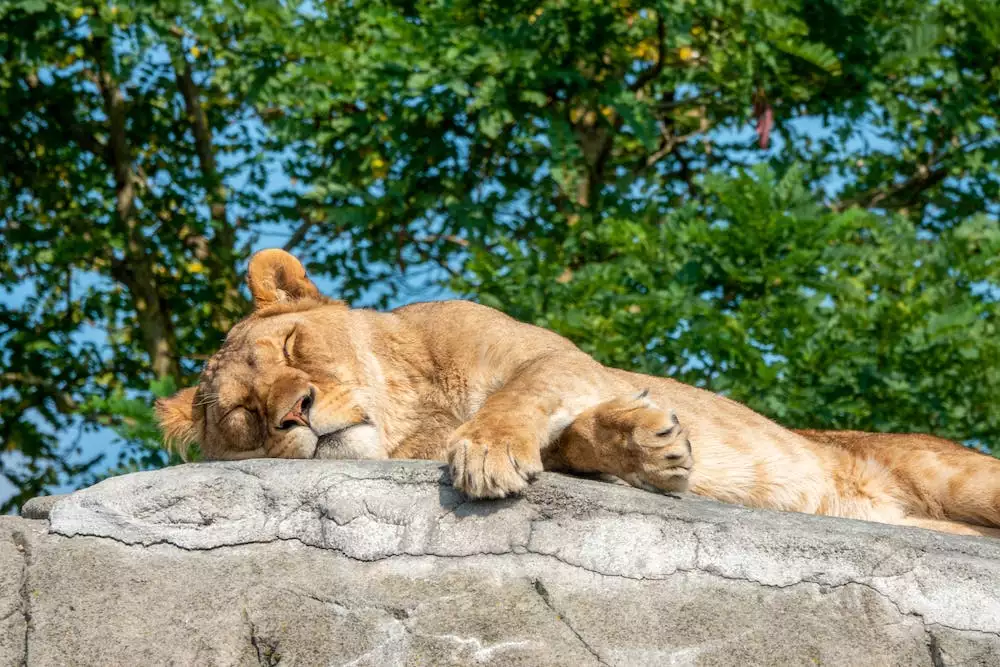 Zoo Vídeň