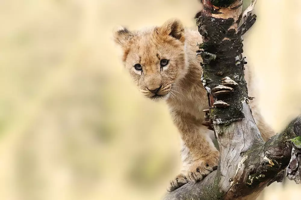 Tanzanie