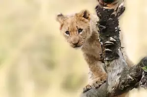 Tanzanie